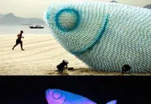 Plastic Bottle Fish Sculpture: Rio+20 Upcycling Art Plastic Fish at Rio+20 – upcycleDZINE
