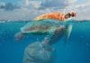 Plastic in the ocean: 6 facts you should know Turtle in ocean with plastic bag