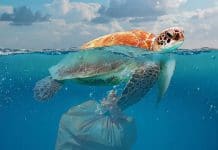 Turtle in ocean with plastic bag