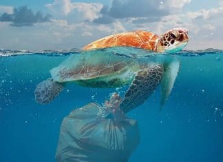 Plastic in the ocean: 6 facts you should know Turtle in ocean with plastic bag