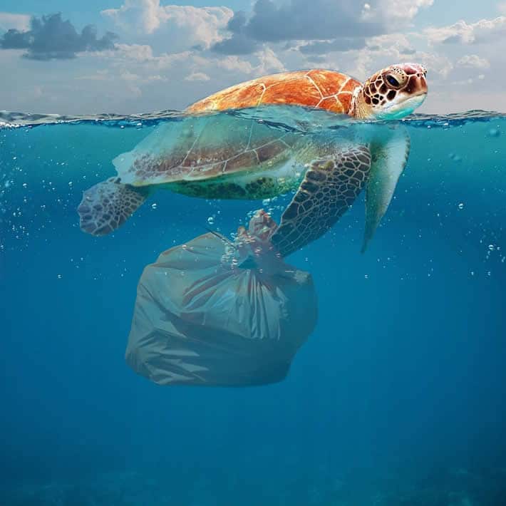 Turtle in ocean with plastic bag