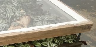 Hackney Botanical Terrarium Coffee Table | upcycleDZINE