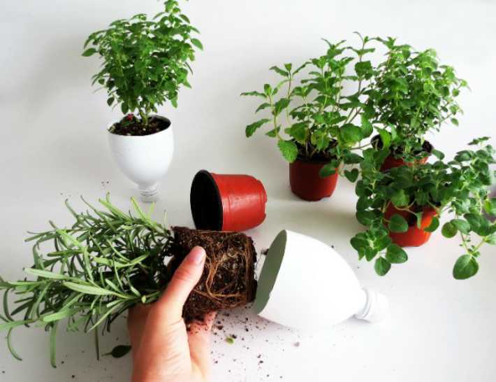 DIY: How to make your herb garden from upcycled every day products. The herb palnts that you can use.