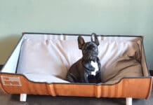 Stylish cool Dog bed for green wall made from an oil barrel by Indusigns | upcycleDZINE